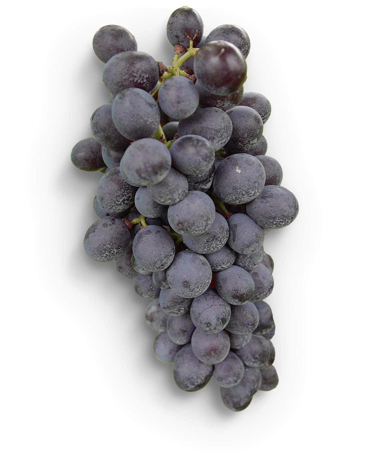 L'uva di Illasi