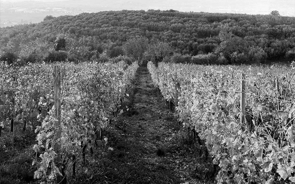 Vigneti Comaroto a Illasi in Valpolicella